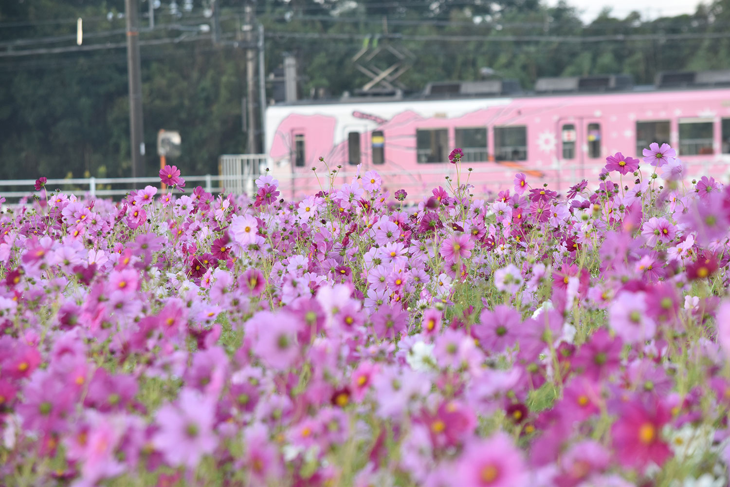 【中古】 東京周辺季節の花散歩/交通新聞社 中古】 東京周辺季節の花散歩/交通新聞社 中古】 東京周辺季節の花
