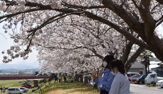 依那古ふれあい桜祭り開催しました