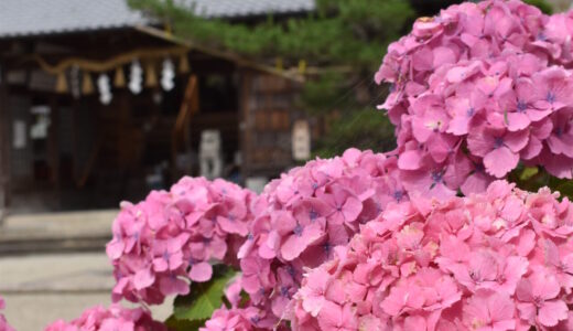 猪田神社の紫陽花が咲き揃いました